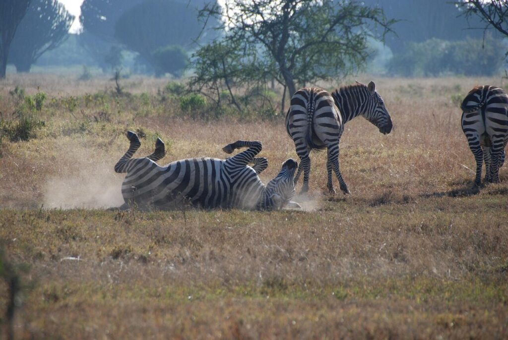 zebras, africa, safari, stripes, kenya, nakuru, nakuru, nakuru, nakuru, nakuru, nakuru