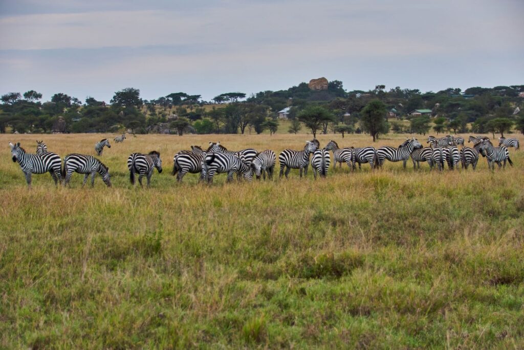A serene scene of zebras grazing in a vast African savannah, showcasing wildlife harmony.
