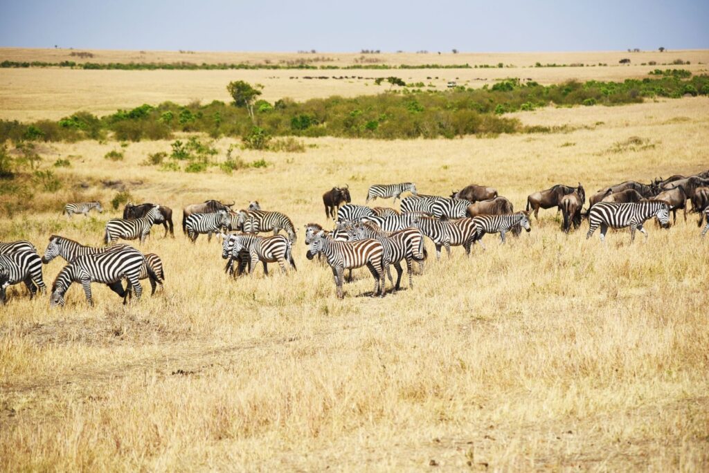 Vibrant image of zebras and wildebeests grazing in Tanzanian plains under a bright sky.