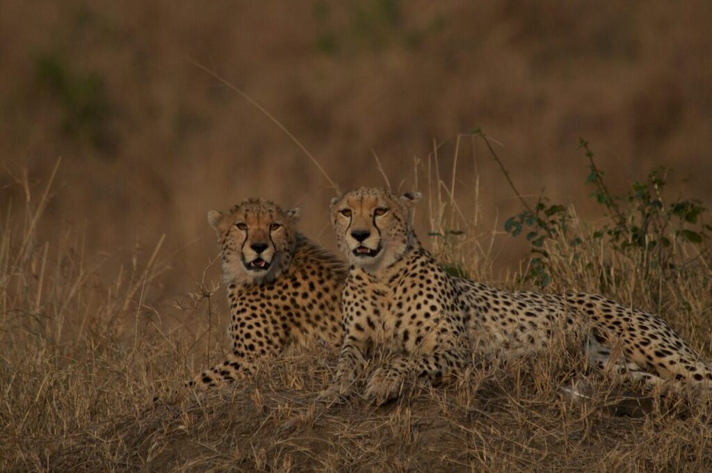 animals, mammals, cheetahs, species, fauna, nature, wilderness, wildlife photography, endangered species, maasai mara, kenya, wildlife, cheetahs, endangered species, maasai mara, maasai mara, maasai mara, maasai mara, maasai mara