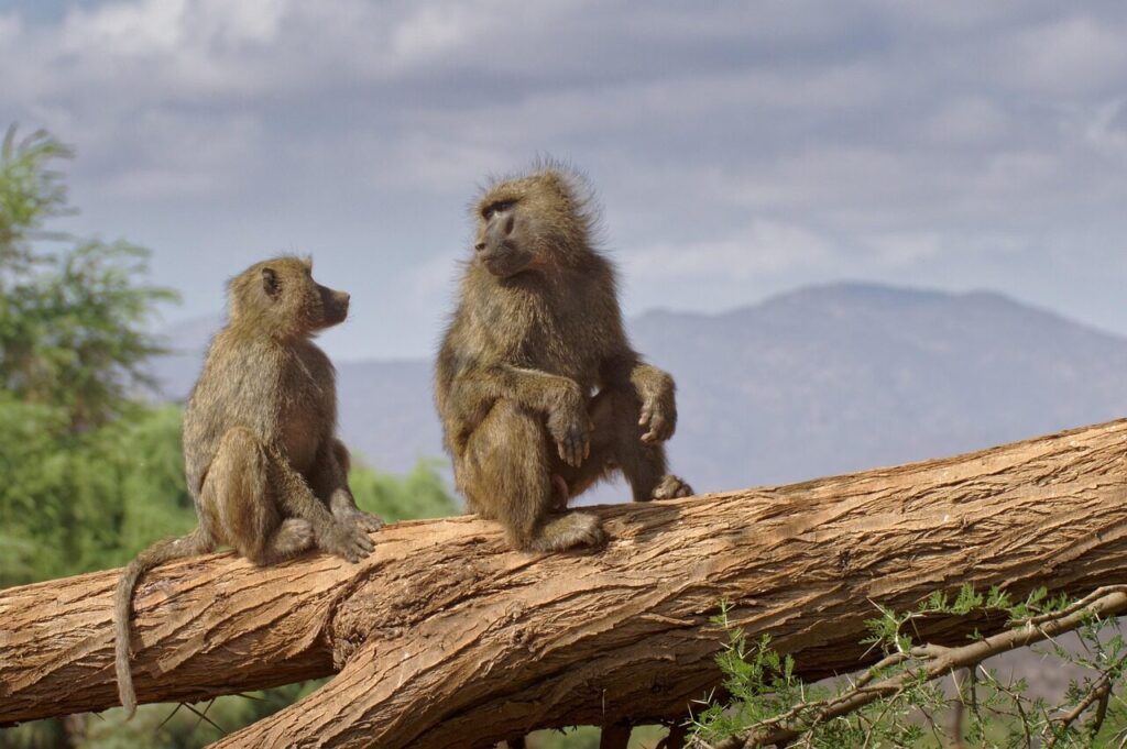 baboon, monkey, africa, wildlife, samburu, kenya, mammal, family, baboon, baboon, baboon, baboon, baboon, africa, africa, samburu, kenya