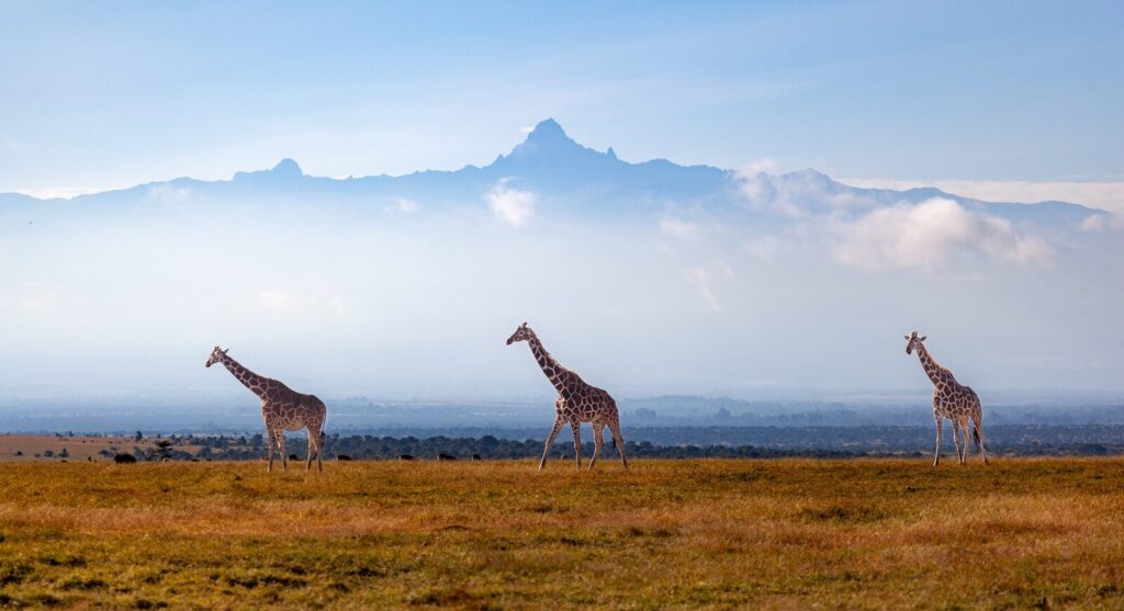 A group of giraffes standing in a field